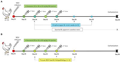 Therapeutic efficacy of n-Docosanol against velogenic Newcastle disease virus infection in domestic chickens